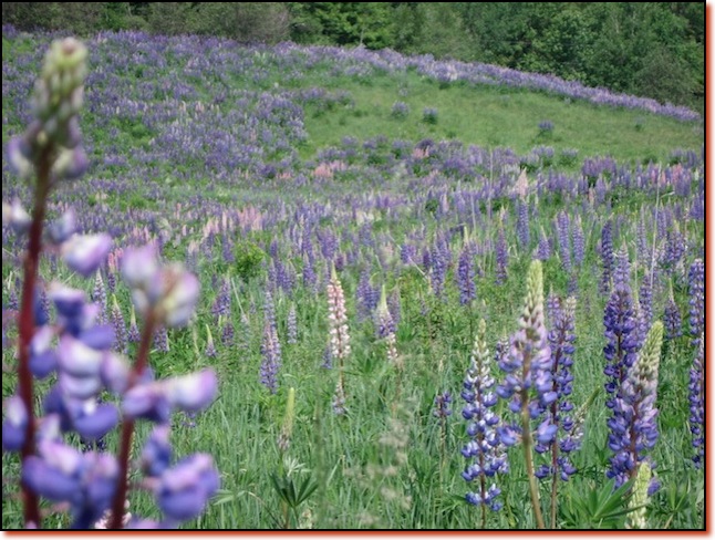 Lupines 001